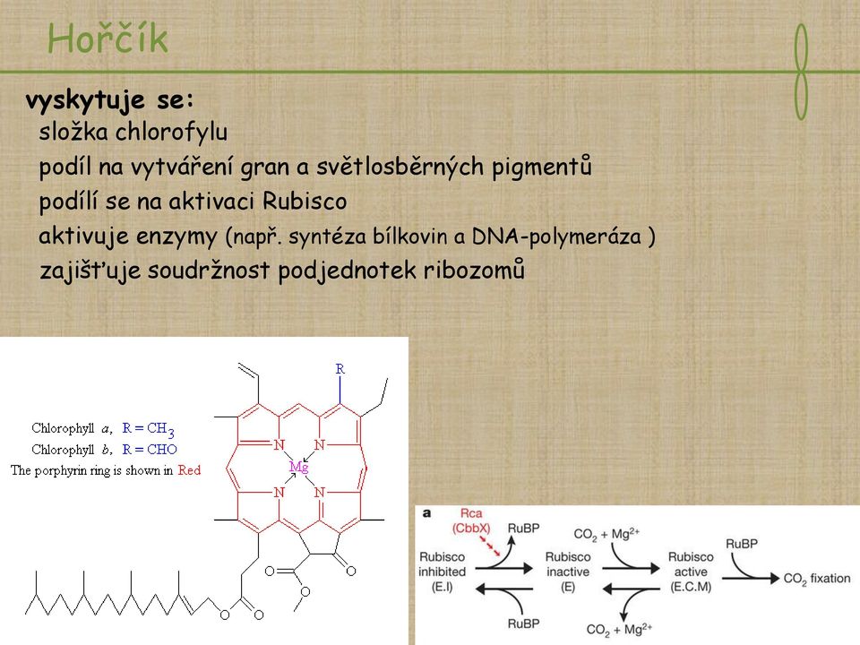 aktivaci Rubisco aktivuje enzymy (např.