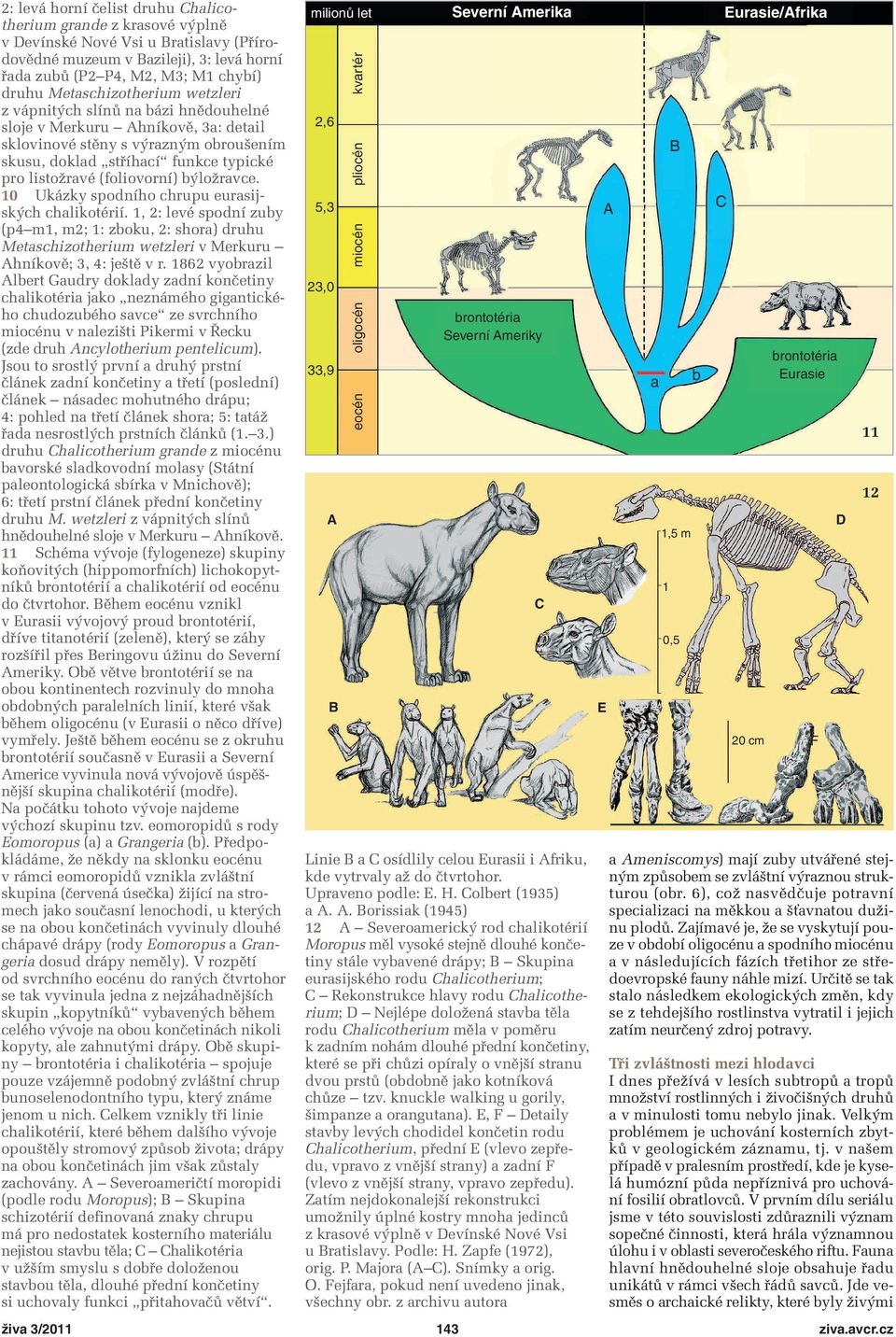 0 Ukázky spodního chrupu eursijských chlikotérií., : levé spodní zuy (p m, m; : zoku, : shor) druhu Metschizotherium wetzleri v Merkuru hníkově;, : ještě v r.