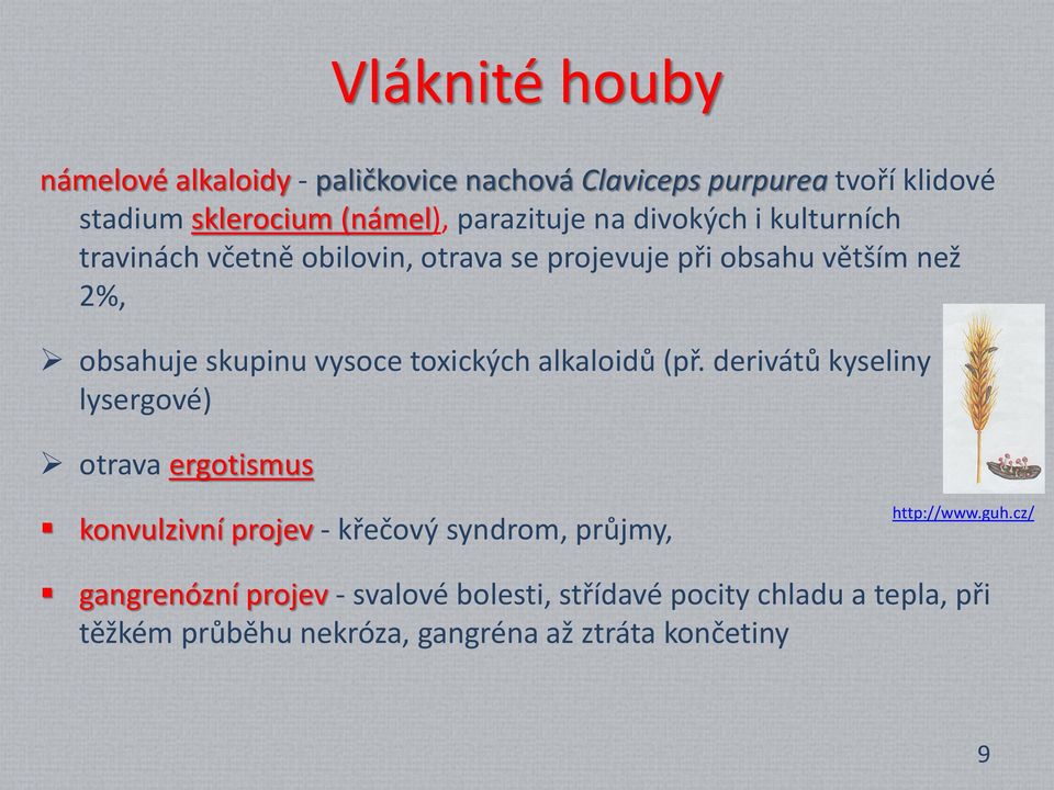 toxických alkaloidů (př. derivátů kyseliny lysergové) otrava ergotismus konvulzivní projev - křečový syndrom, průjmy, http://www.