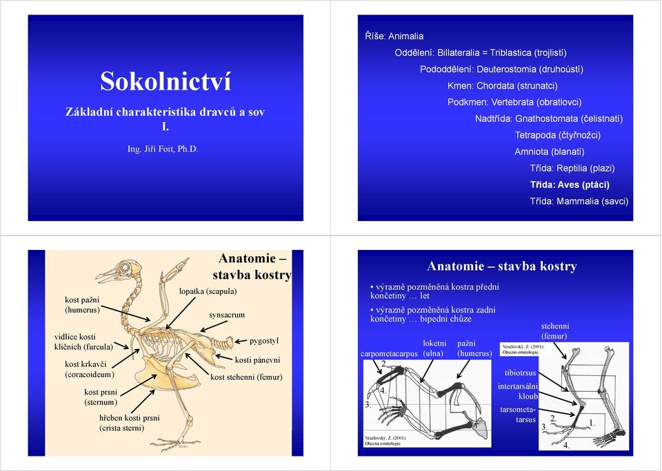 Gnathostomata (čelistnatí čelistnatí) Tetrapoda (čtyřnožci) Amniota (blanatí) Třída: Reptilia (plazi) Třída: Aves (ptáci) Třída: Mammalia (savci) kost pažní (humerus) vidlice kostí klíčních (furcula)
