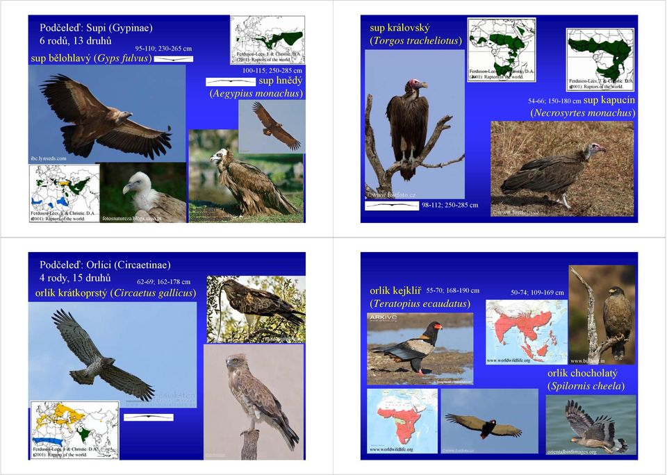 pt 98-112; 250-285 cm Podčeleď: Orlíci (Circaetinae) 4 rody, 15 druhů 62-69; 162-178 cm orlík krátkoprstý (Circaetus gallicus) orlík kejklíř (Teratopius