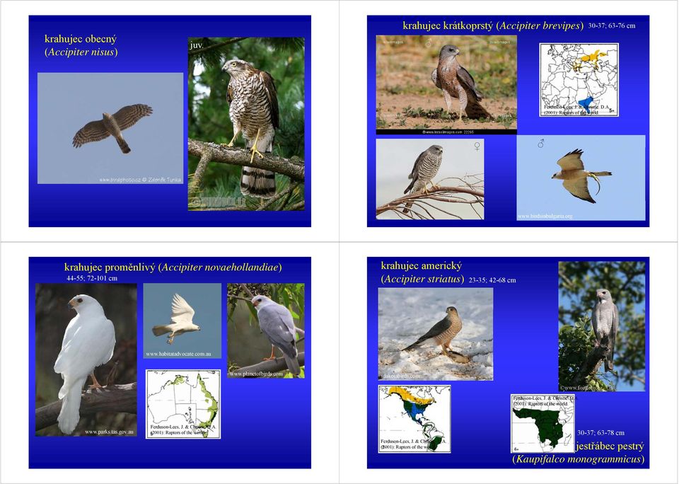 org krahujec proměnlivý (Accipiter novaehollandiae) 44-55; 72-101 cm krahujec americký (Accipiter p