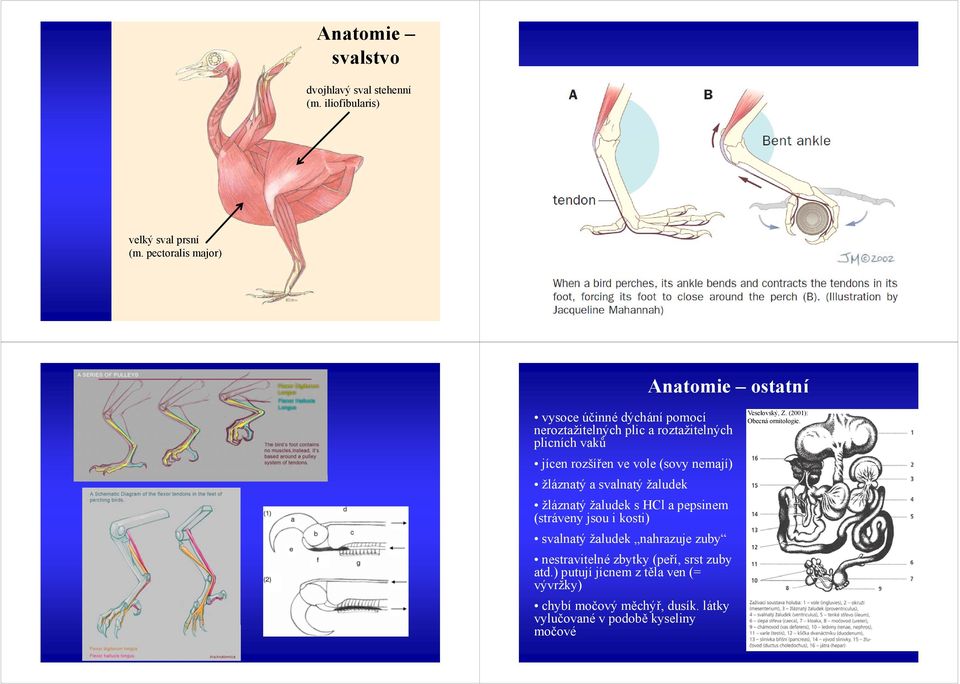 pectoralis major) Anatomie ostatní vysoce účinné dýchání pomocí neroztažitelných plic a roztažitelných plicních vaků jícen rozšířen ve vole (sovy nemají)