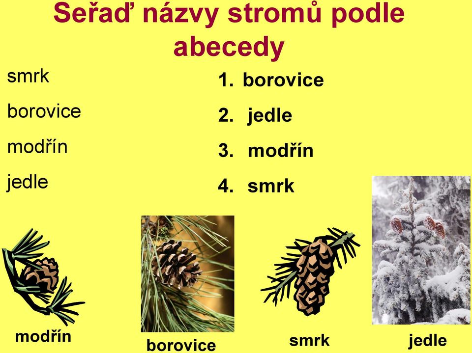 abecedy 1. borovice 2. jedle 3.