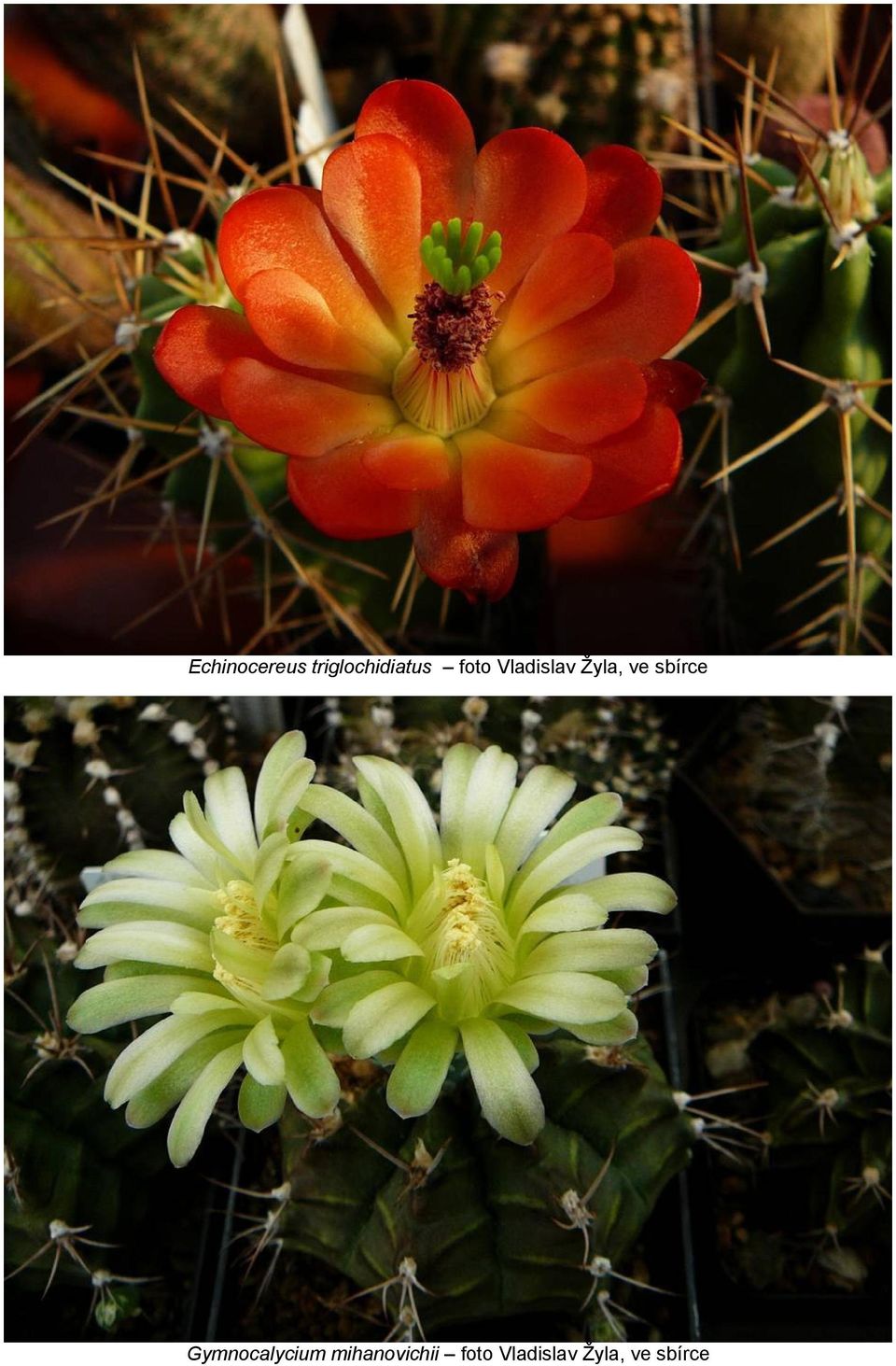 sbírce Gymnocalycium