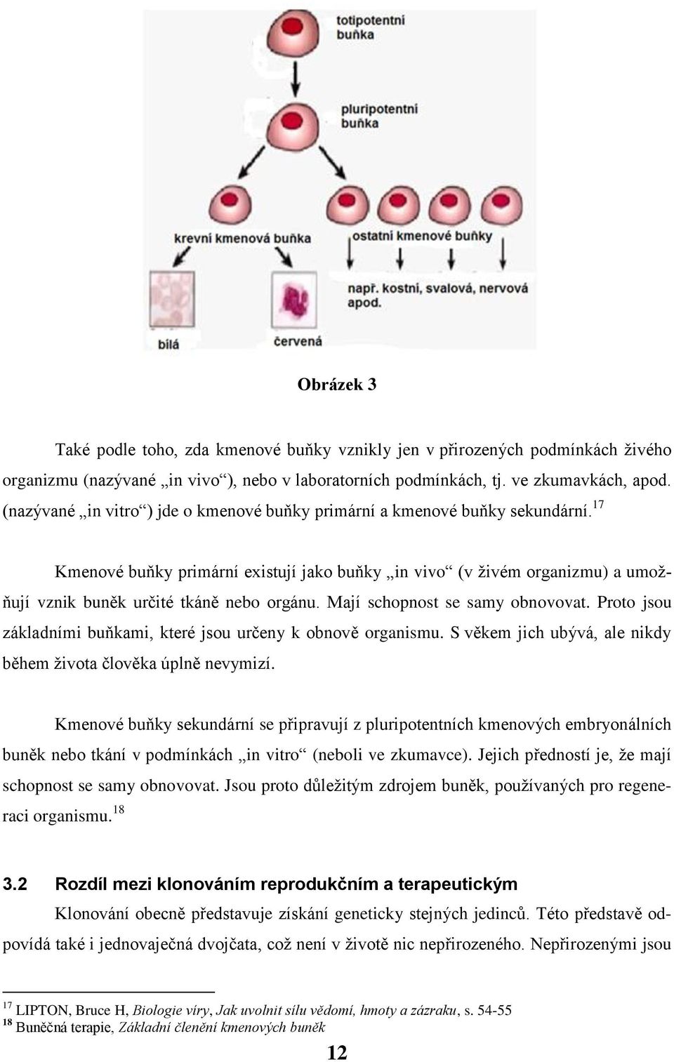 Mají schopnost se samy obnovovat. Proto jsou základními buňkami, které jsou určeny k obnově organismu. S věkem jich ubývá, ale nikdy během života člověka úplně nevymizí.