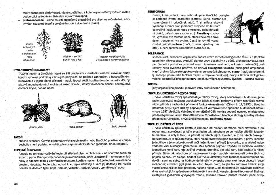 soužití bobovitých rostlin s bakteriemi rodu Rhizobium jitrocel větší lišejník - soužití buněk hub é'l řas krysa.