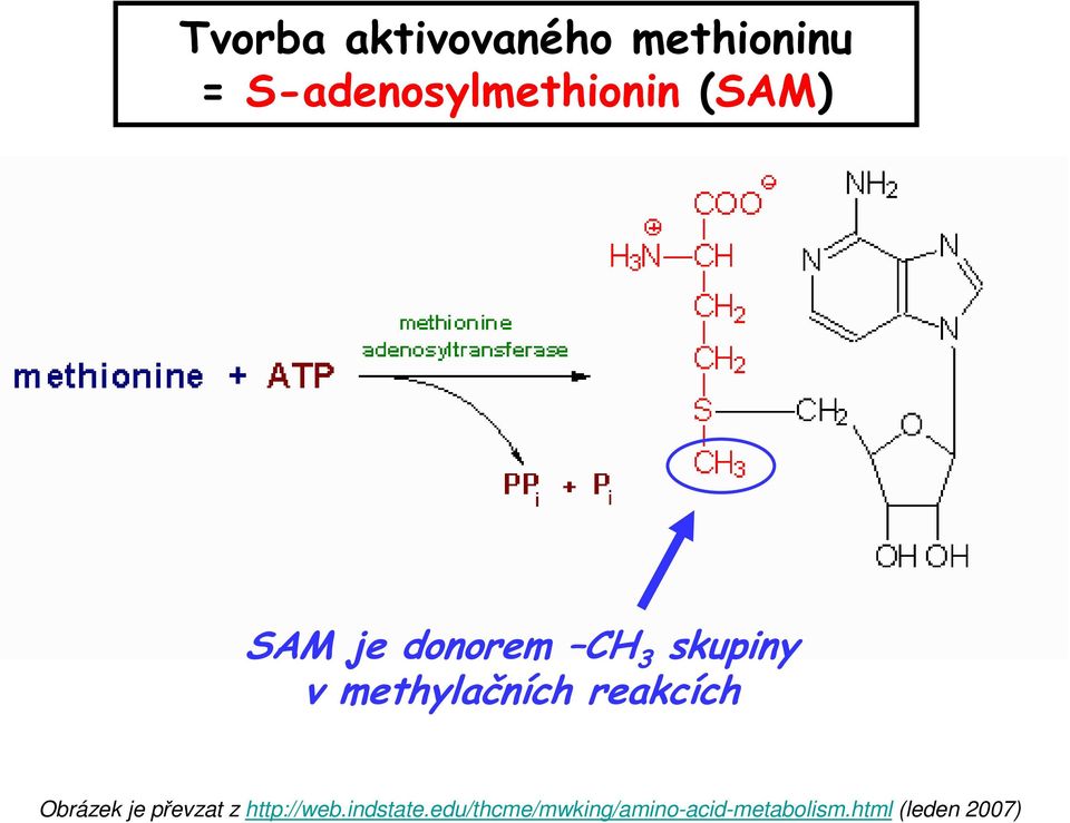 skupiny v methylačních reakcích Obrázek je převzat