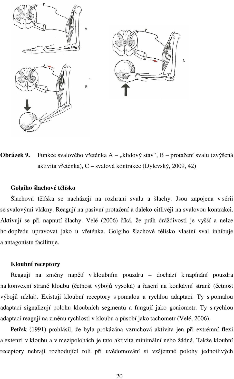 svalu a šlachy. Jsou zapojena v sérii se svalovými vlákny. Reagují na pasivní protažení a daleko citlivěji na svalovou kontrakci. Aktivují se při napnutí šlachy.