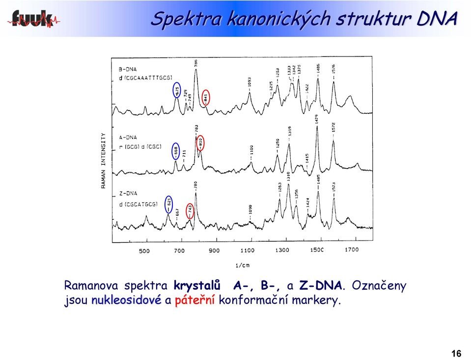 a Z-DNA.