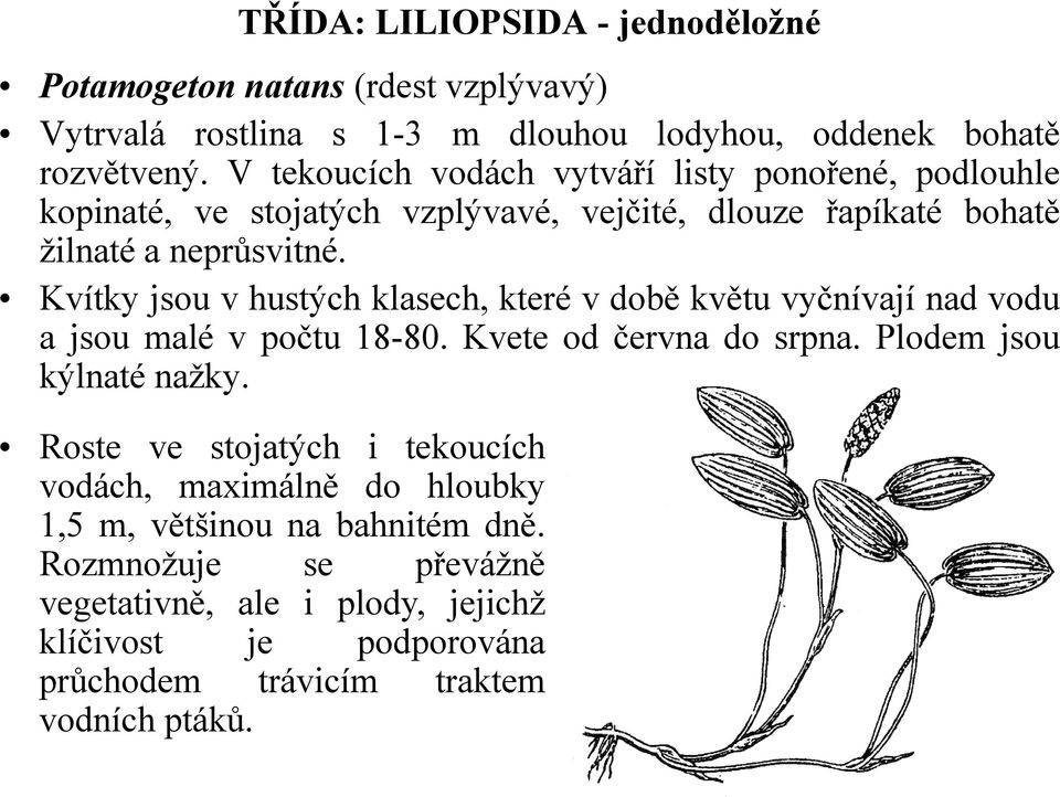 Kvítky jsou v hustých klasech, které v době květu vyčnívají nad vodu ajsoumalévpočtu 18-80. Kvete od června do srpna. Plodem jsou kýlnaté nažky.