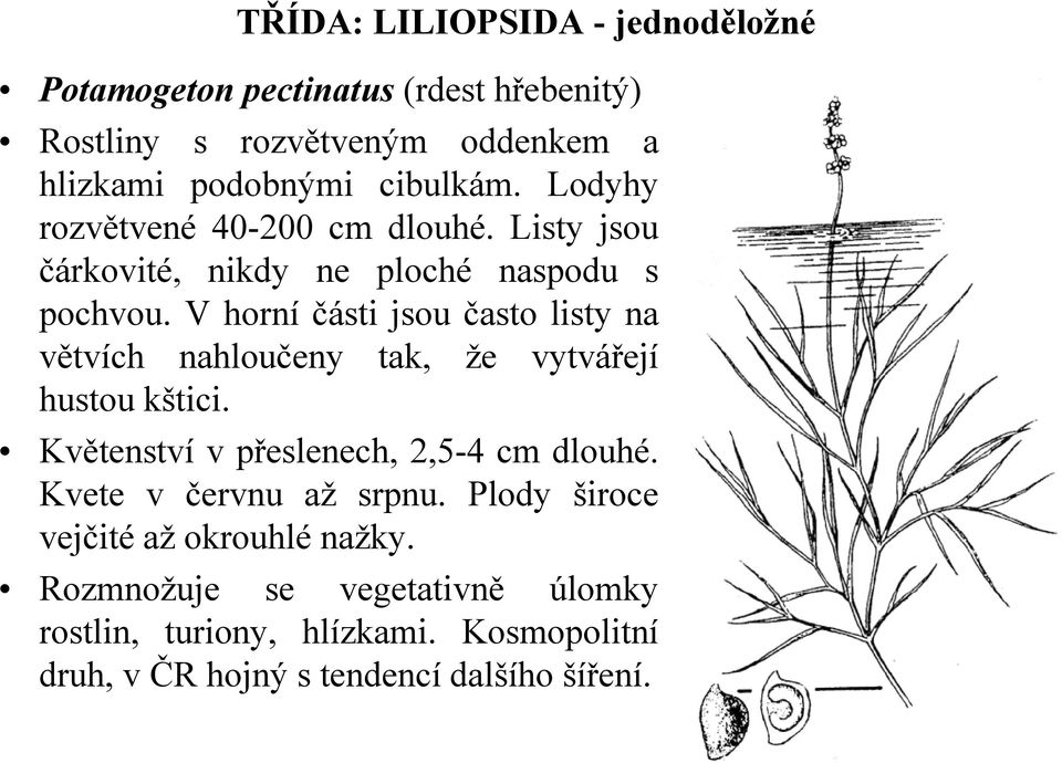 V horní části jsou často listy na větvích nahloučeny tak, že vytvářejí hustou kštici. Květenství v přeslenech, 2,5-4 cm dlouhé.