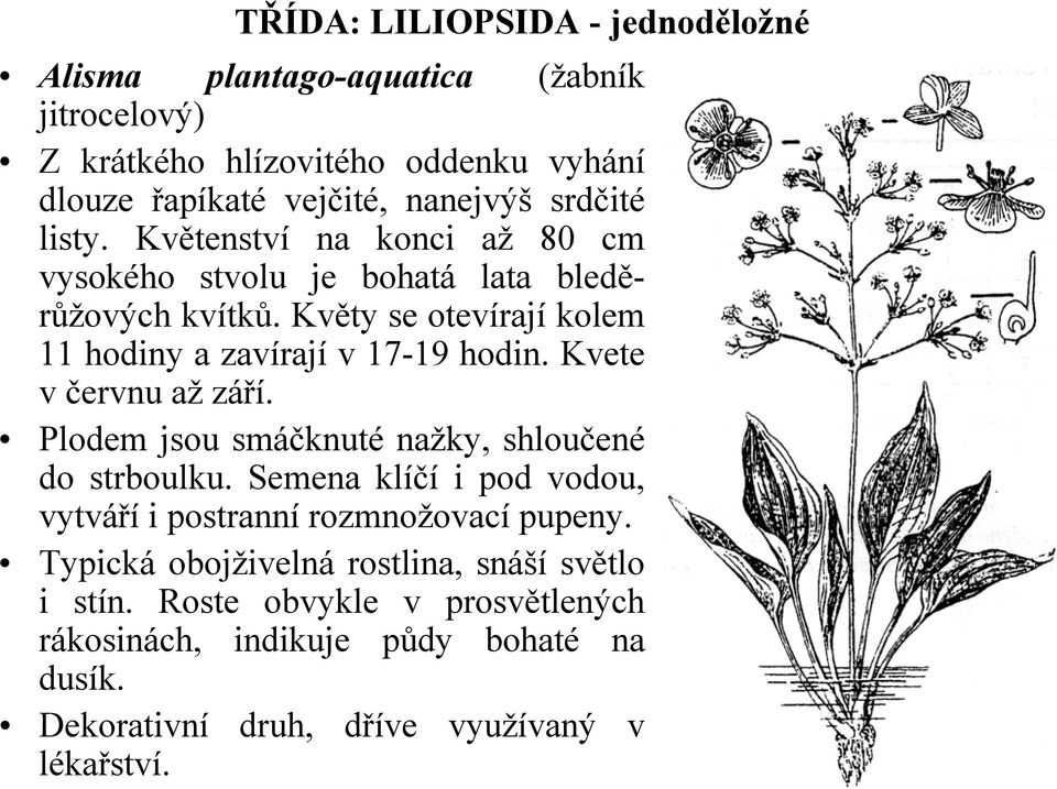 Kvete v červnu až září. Plodem jsou smáčknuté nažky, shloučené do strboulku. Semena klíčí i pod vodou, vytváří i postranní rozmnožovací pupeny.