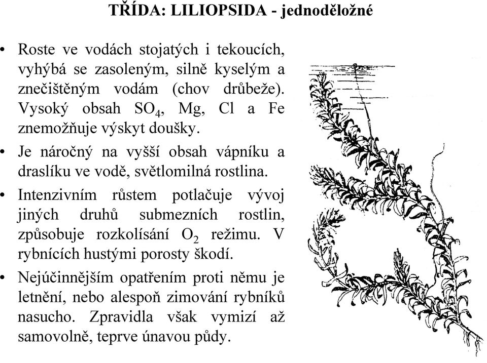 Je náročný na vyšší obsah vápníku a draslíku ve vodě,světlomilná rostlina.