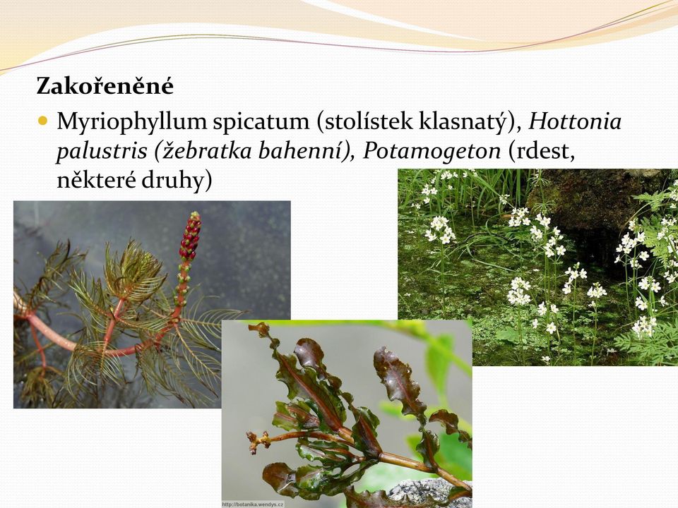 Hottonia palustris (žebratka