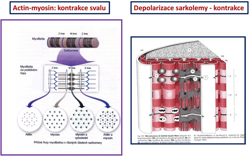 Depolarizace