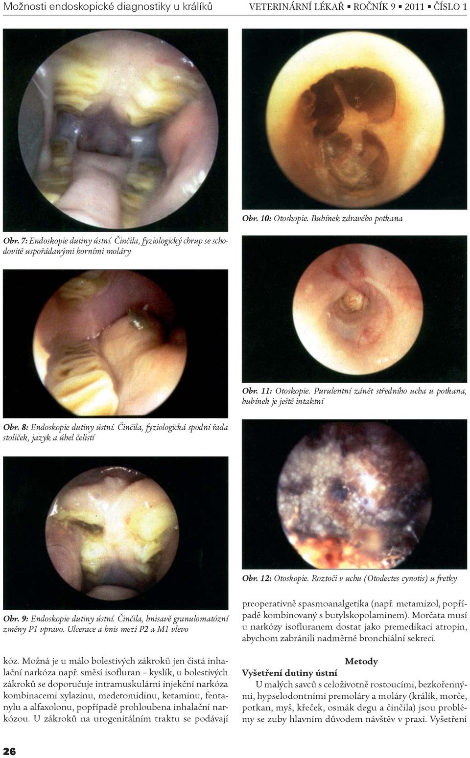 Èinèila, fyziologická spodní øada stolièek, jazyk a úhel èelistí Obr. 12: Otoskopie. Roztoèi v uchu (Otodectes cynotis) u fretky Obr. 9: Endoskopie dutiny ústní.