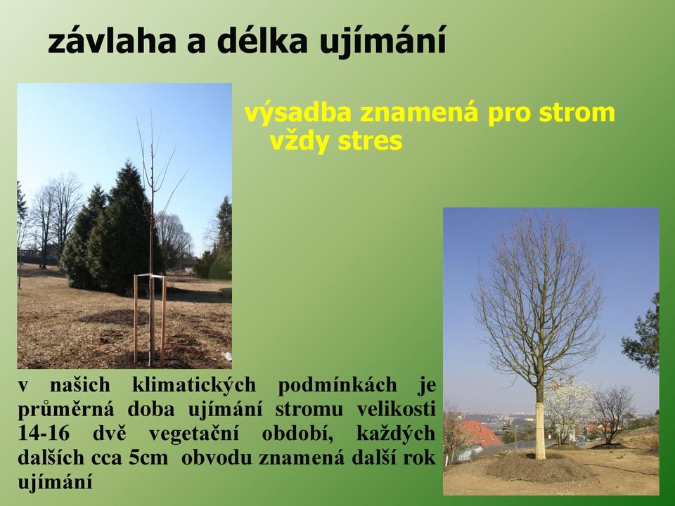doba ujímání stromu velikosti 14-16 dvě vegetační