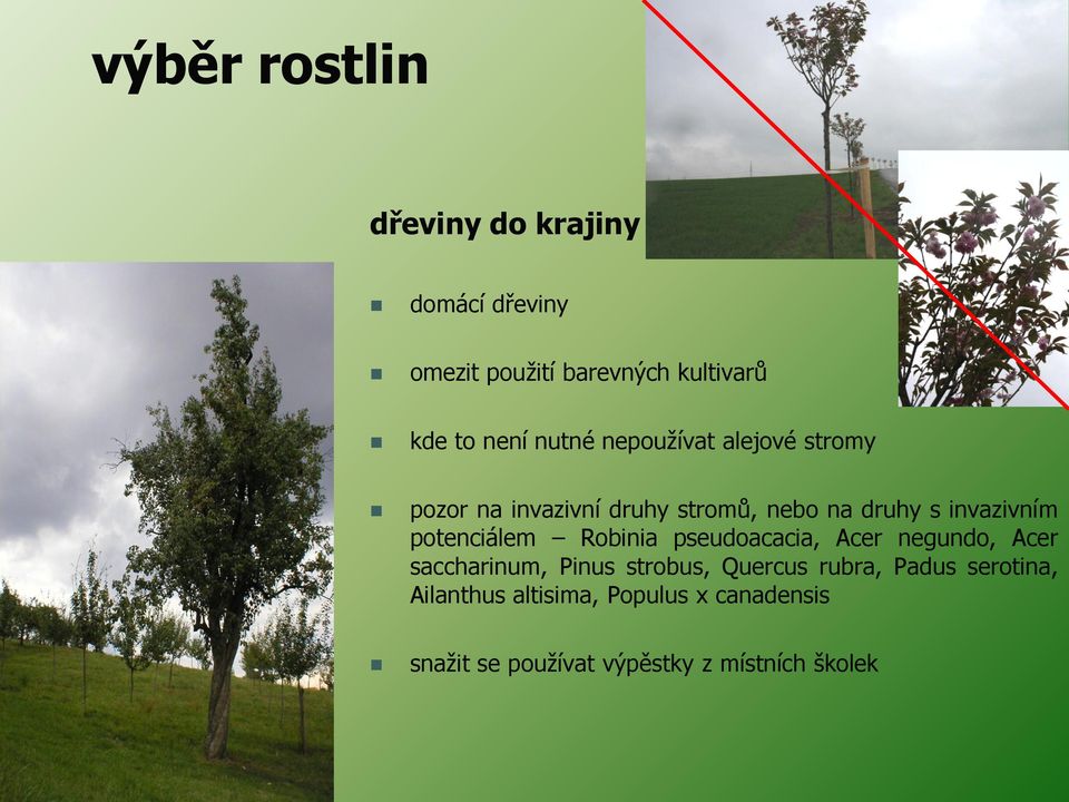 potenciálem Robinia pseudoacacia, Acer negundo, Acer saccharinum, Pinus strobus, Quercus rubra,