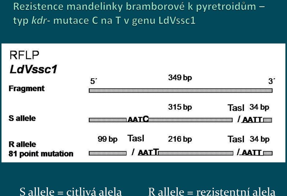 R allele =