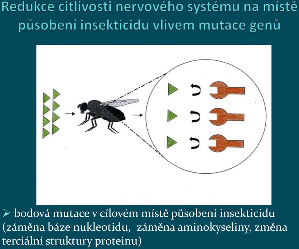 nukleotidu, záměna aminokyseliny,