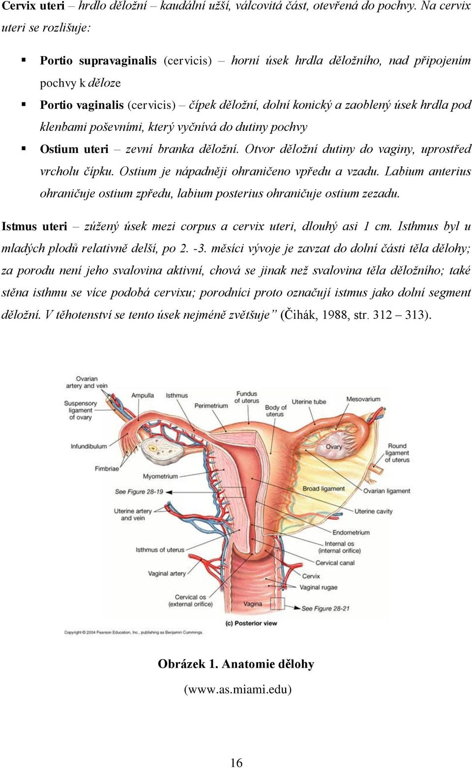 hrdla pod klenbami poševními, který vyčnívá do dutiny pochvy Ostium uteri zevní branka děložní. Otvor děložní dutiny do vaginy, uprostřed vrcholu čípku. Ostium je nápadněji ohraničeno vpředu a vzadu.