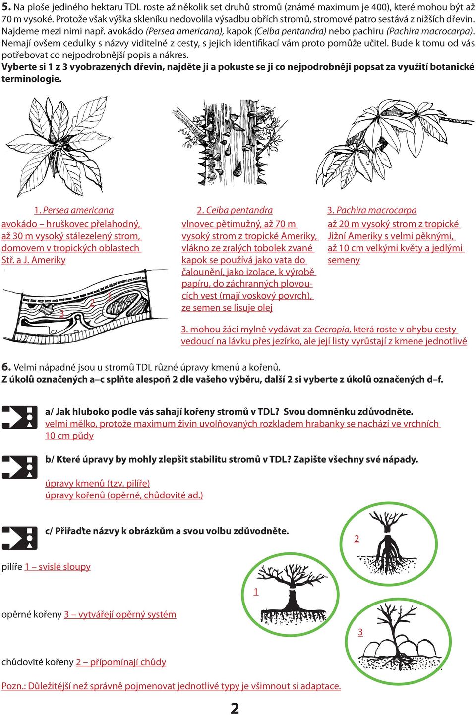 avokádo (Persea americana), kapok (Ceiba pentandra) nebo pachiru (Pachira macrocarpa). Nemají ovšem cedulky s názvy viditelné z cesty, s jejich identifikací vám proto pomůže učitel.