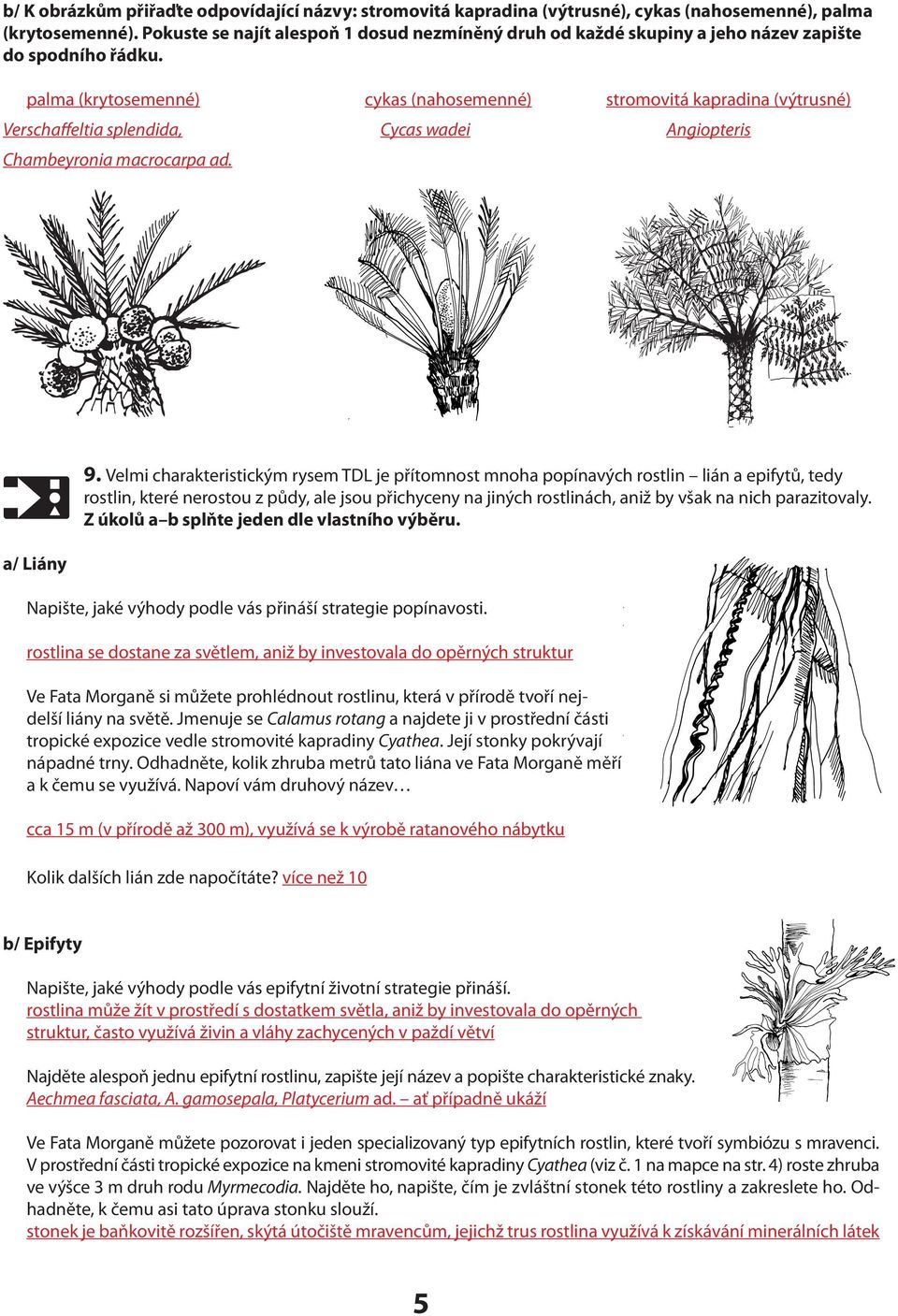 palma (krytosemenné) cykas (nahosemenné) stromovitá kapradina (výtrusné) Verschaffeltia splendida, Cycas wadei Angiopteris Chambeyronia macrocarpa ad. a/ Liány 9.