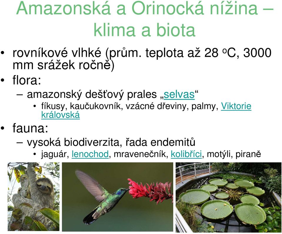 selvas fíkusy, kaučukovník, vzácné dřeviny, palmy, Viktorie královská fauna: