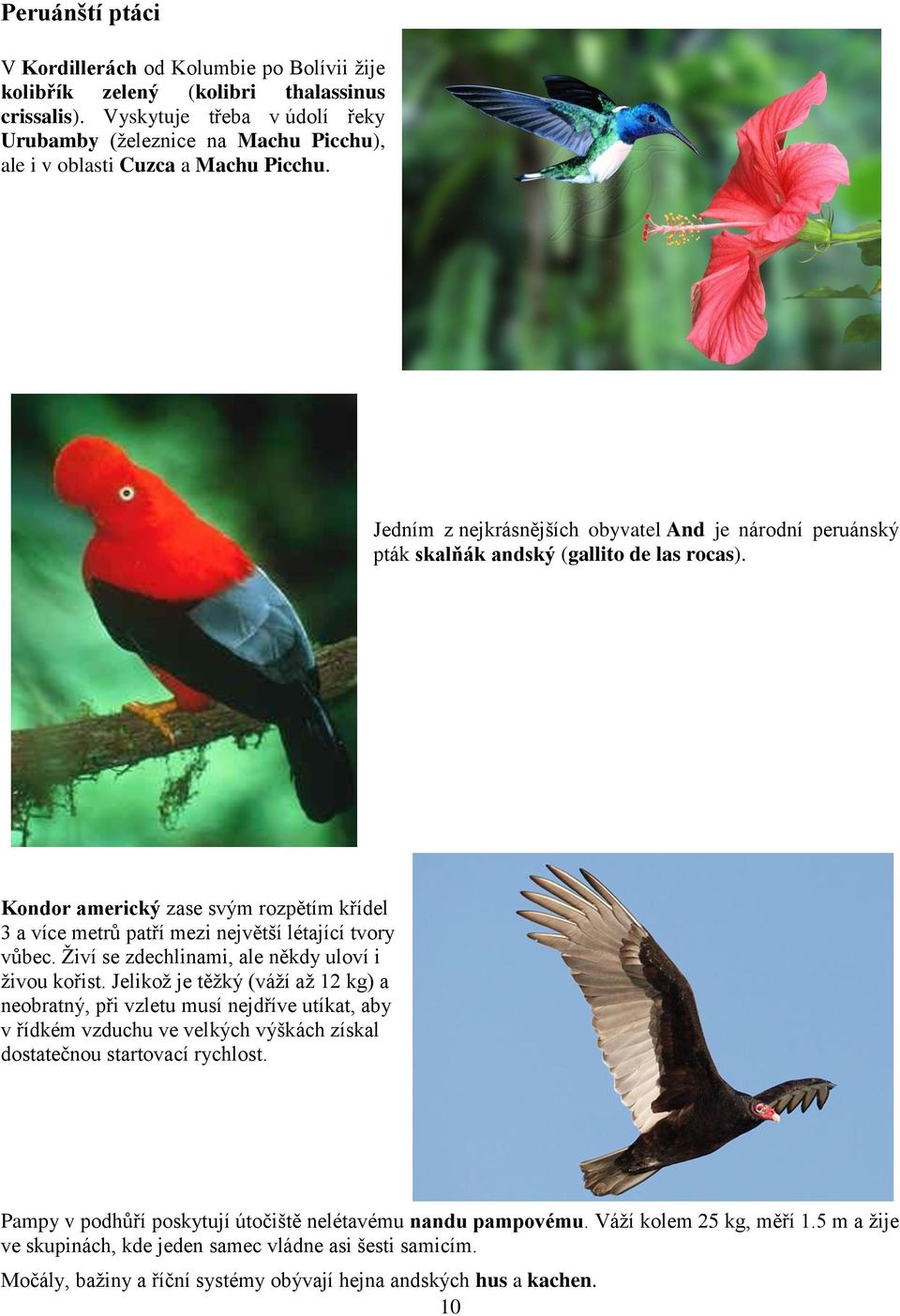 Jedním z nejkrásnějších obyvatel And je národní peruánský pták skalňák andský (gallito de las rocas). Kondor americký zase svým rozpětím křídel 3 a více metrů patří mezi největší létající tvory vůbec.