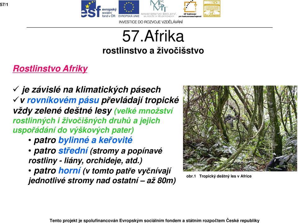 zelené deštné lesy (velké množství rostlinných i živočišných druhů a jejich uspořádání do výškových