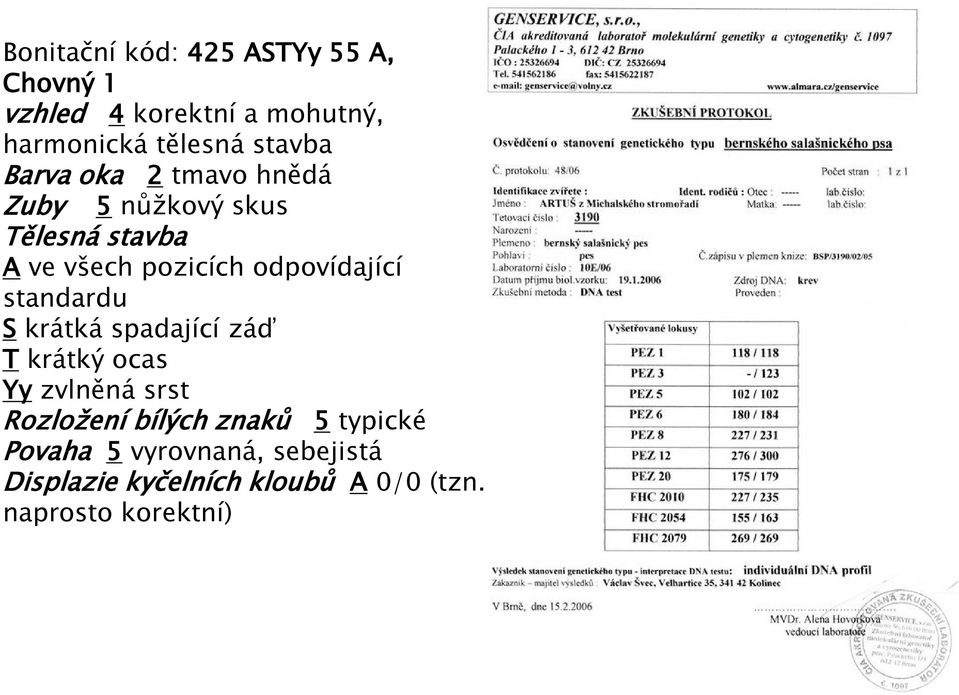 odpovídající standardu S krátká spadající záď T krátký ocas Yy zvlněná srst Rozložení bílých