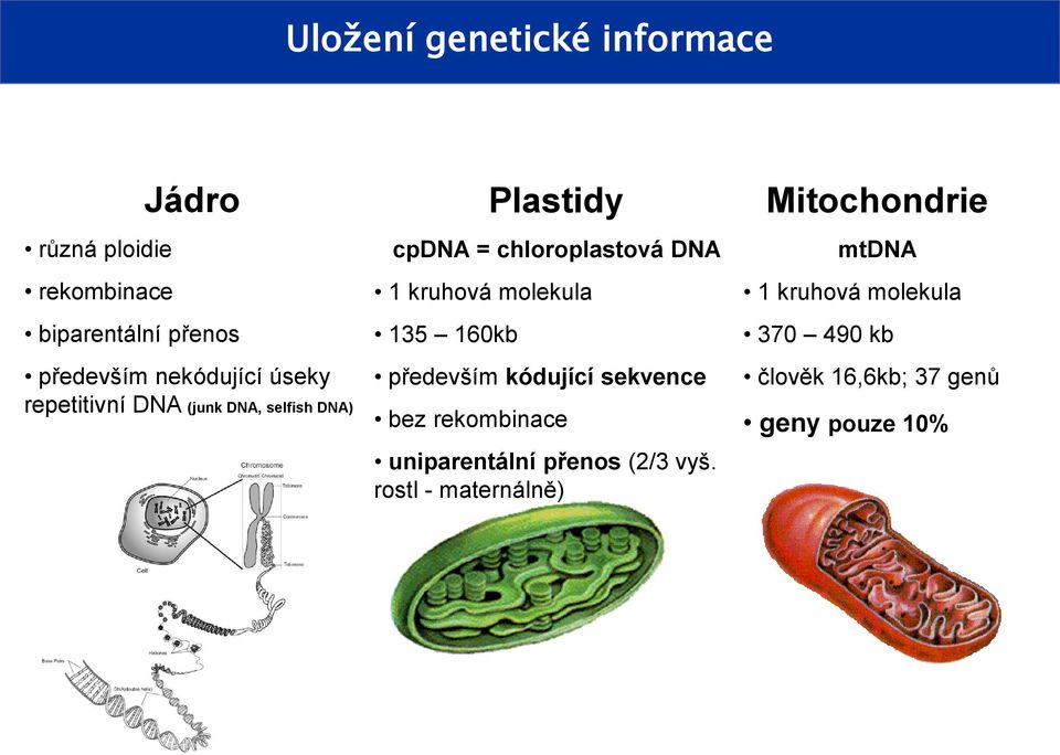 kruhová molekula 135 160kb především kódující sekvence bez rekombinace uniparentální přenos (2/3