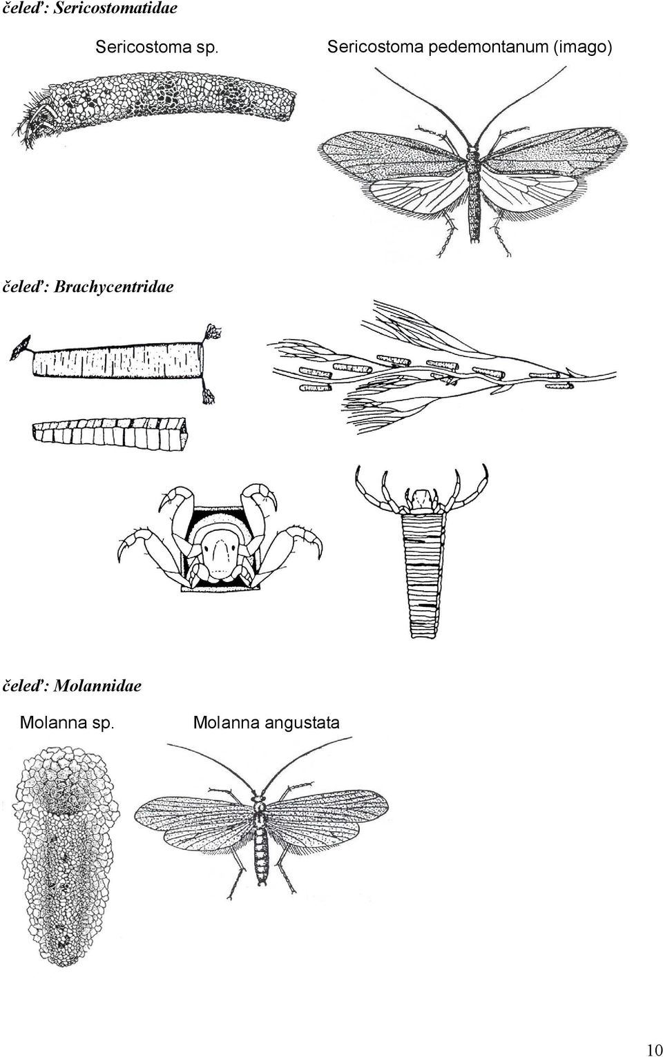 čeleď: Brachycentridae čeleď: