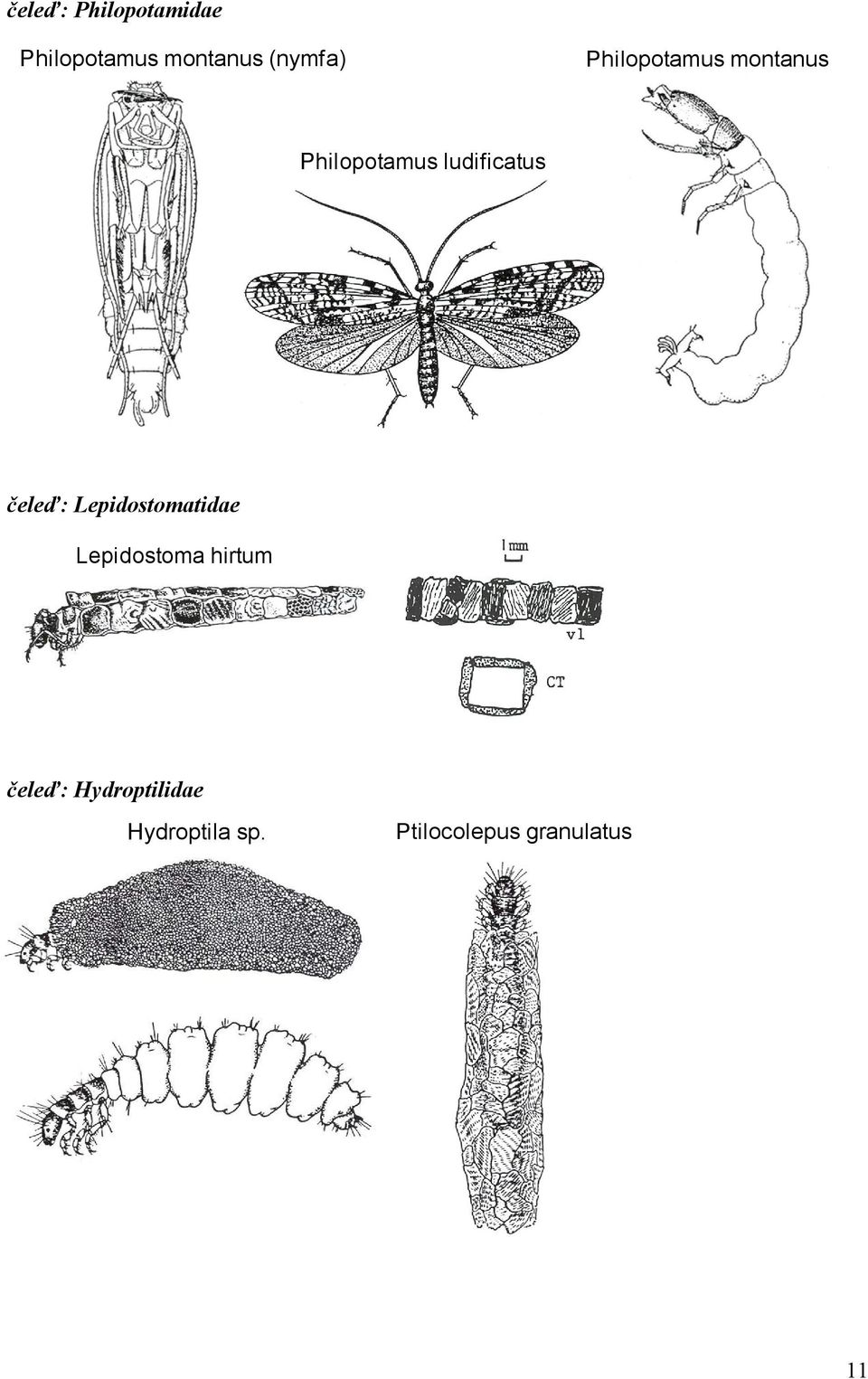 ludificatus čeleď: Lepidostomatidae Lepidostoma