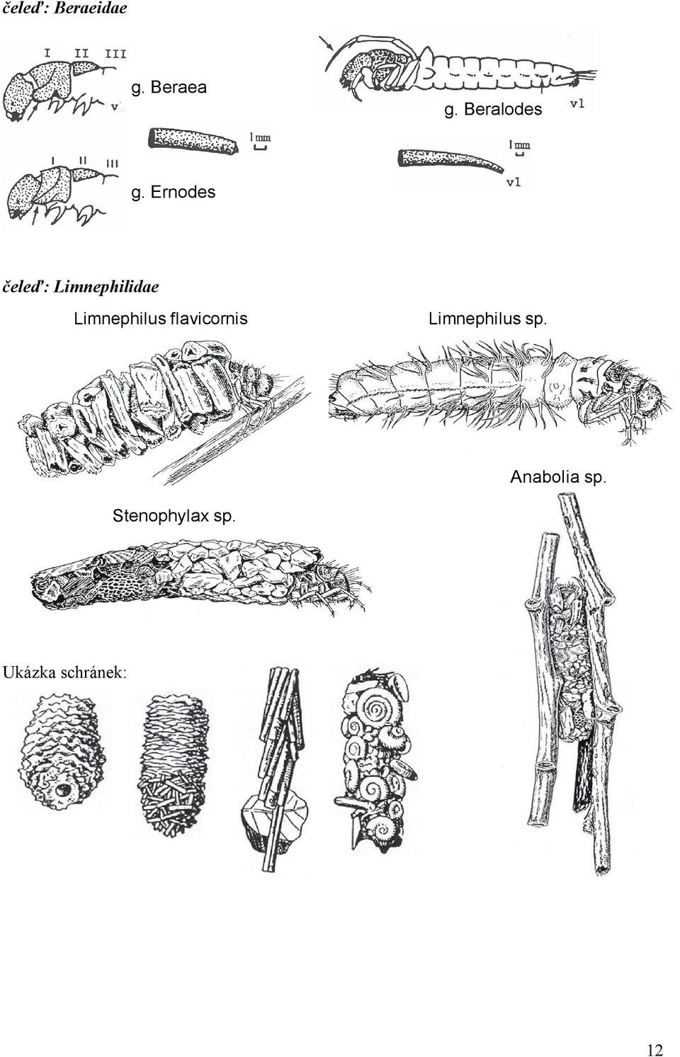 Ernodes čeleď: Limnephilidae