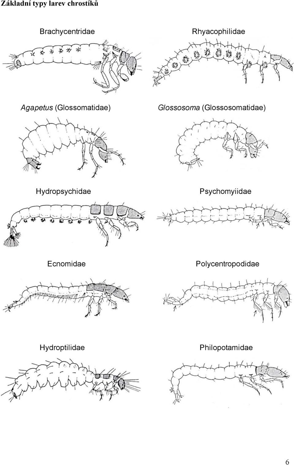 (Glossosomatidae) Hydropsychidae Psychomyiidae