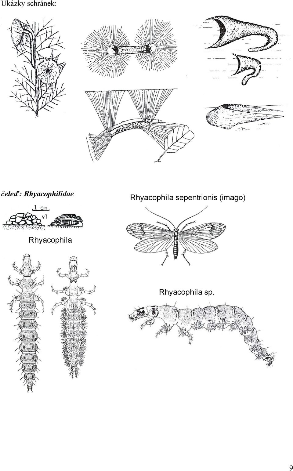 Rhyacophila sepentrionis