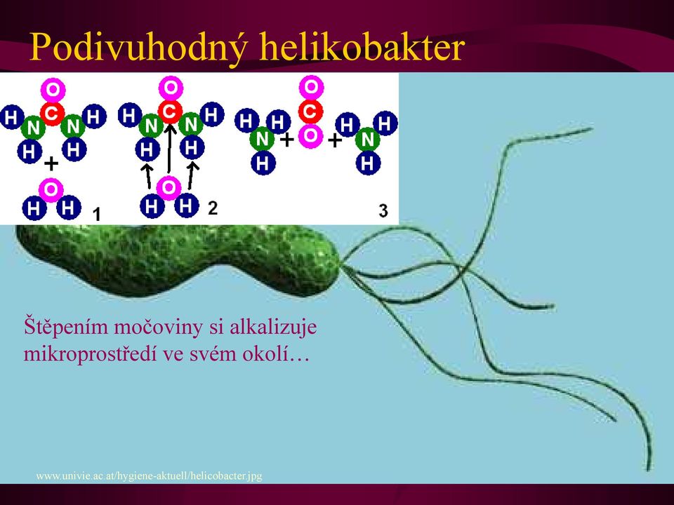 mikroprostředí ve svém okolí www.