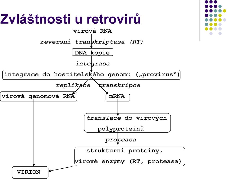 genomová RNA replikace transkripce mrna VIRION translace do virových