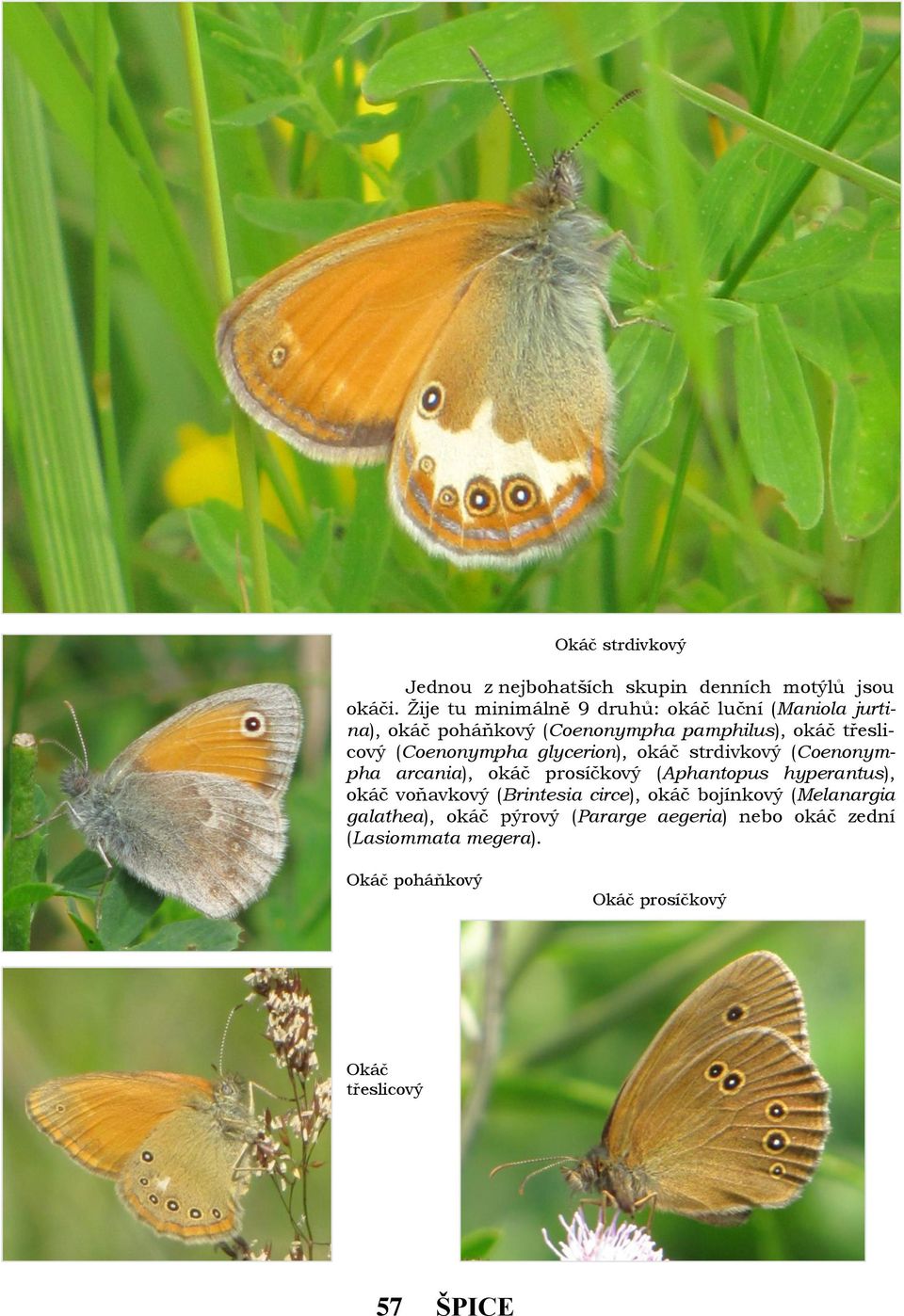 (Coenonympha glycerion), okáč strdivkový (Coenonympha arcania), okáč prosíčkový (Aphantopus hyperantus), okáč voňavkový