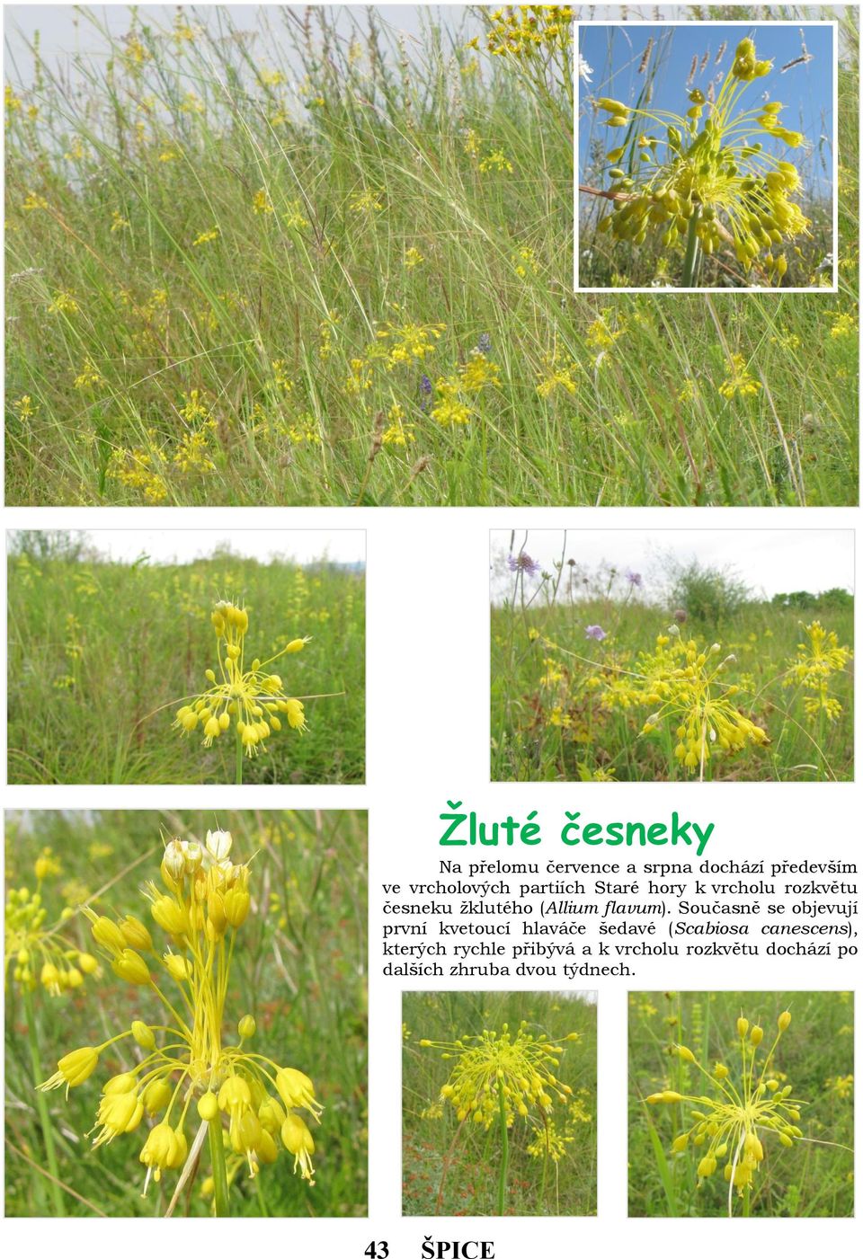 Současně se objevují první kvetoucí hlaváče šedavé (Scabiosa canescens),