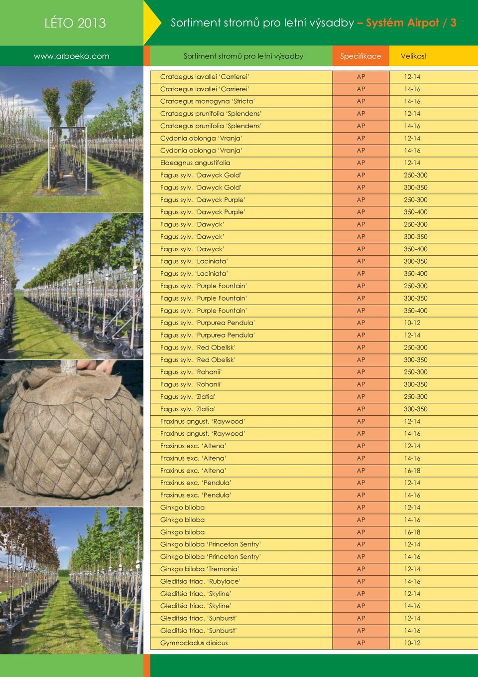 Dawyck Gold AP 300-350 Fagus sylv. Dawyck Purple AP 250-300 Fagus sylv. Dawyck Purple AP 350-400 Fagus sylv. Dawyck AP 250-300 Fagus sylv. Dawyck AP 300-350 Fagus sylv. Dawyck AP 350-400 Fagus sylv.