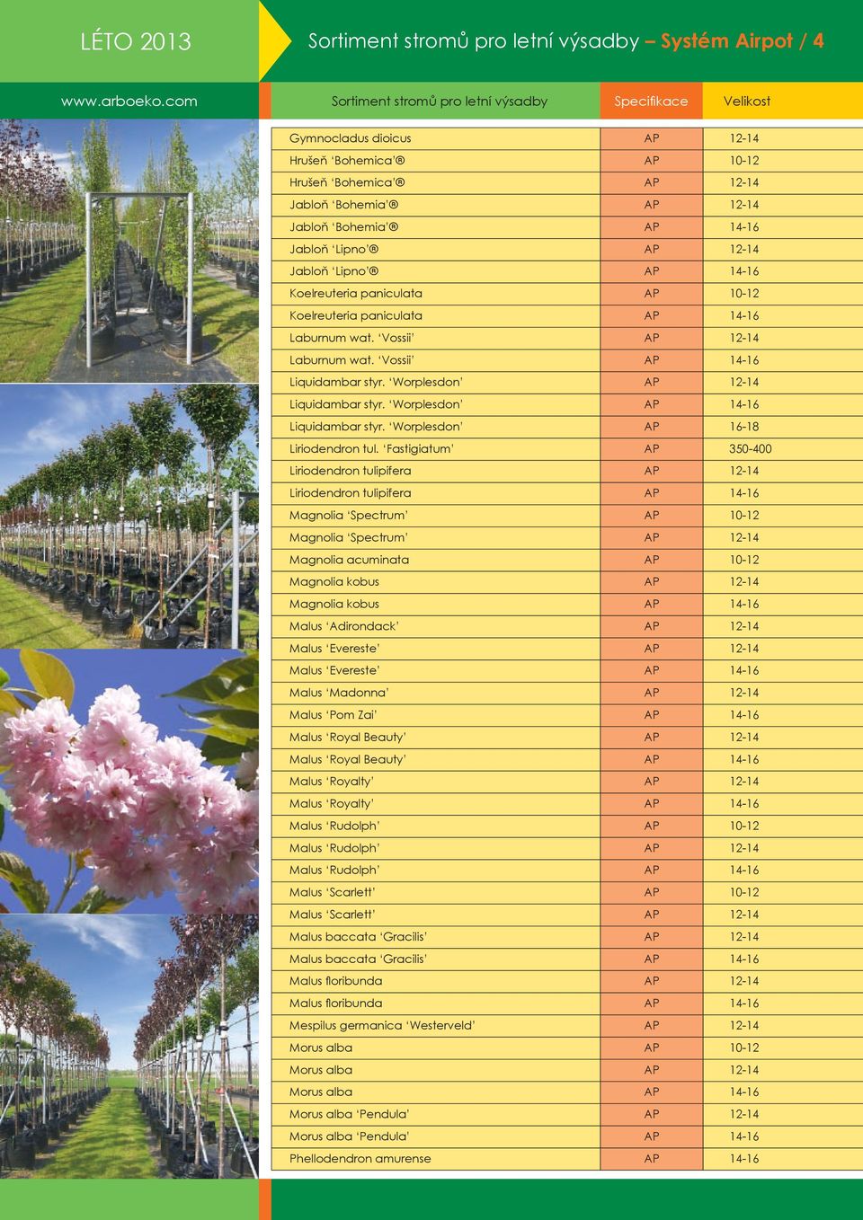 Worplesdon AP 12-14 Liquidambar styr. Worplesdon AP 14-16 Liquidambar styr. Worplesdon AP 16-18 Liriodendron tul.