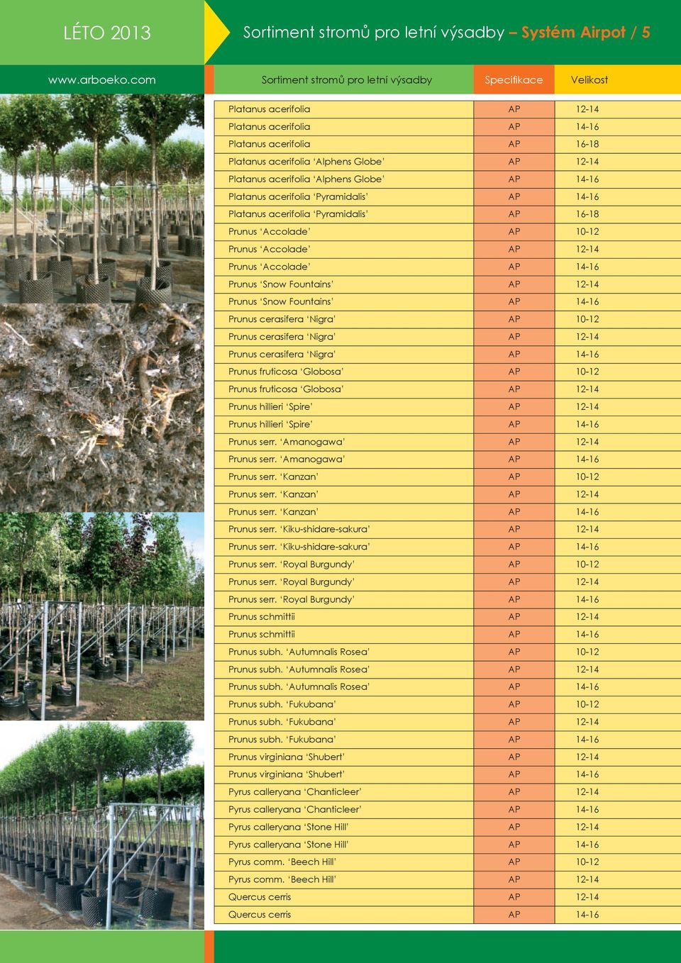 Snow Fountains AP 12-14 Prunus Snow Fountains AP 14-16 Prunus cerasifera Nigra AP 10-12 Prunus cerasifera Nigra AP 12-14 Prunus cerasifera Nigra AP 14-16 Prunus fruticosa Globosa AP 10-12 Prunus