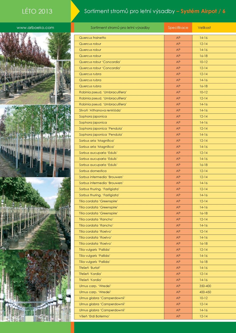 Umbraculifera AP 14-16 Slivoň Althanova renklóda AP 14-16 Sophora japonica AP 12-14 Sophora japonica AP 14-16 Sophora japonica Pendula AP 12-14 Sophora japonica Pendula AP 14-16 Sorbus aria Magnifica