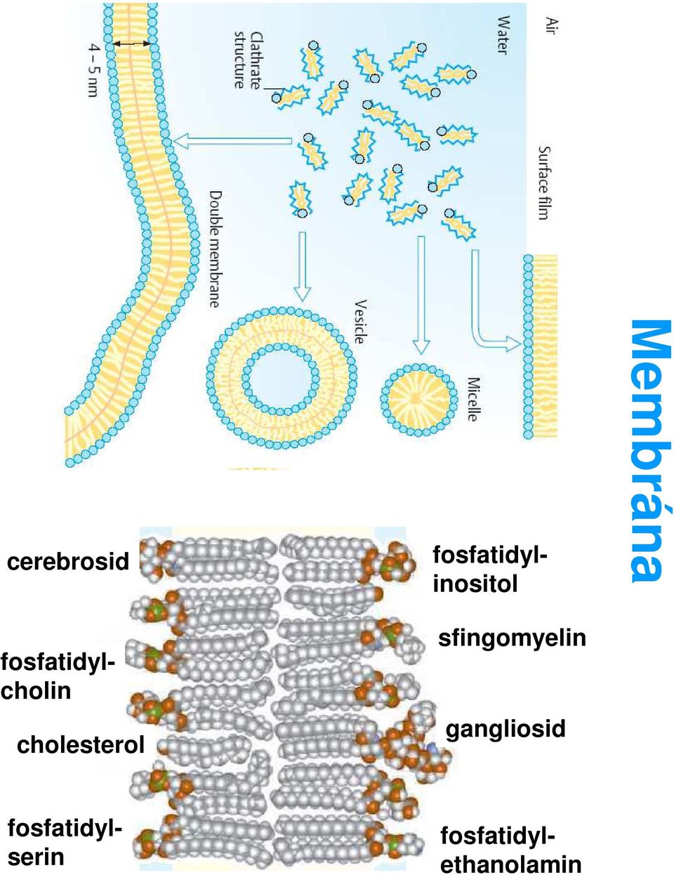 fosfatidylethanolamin