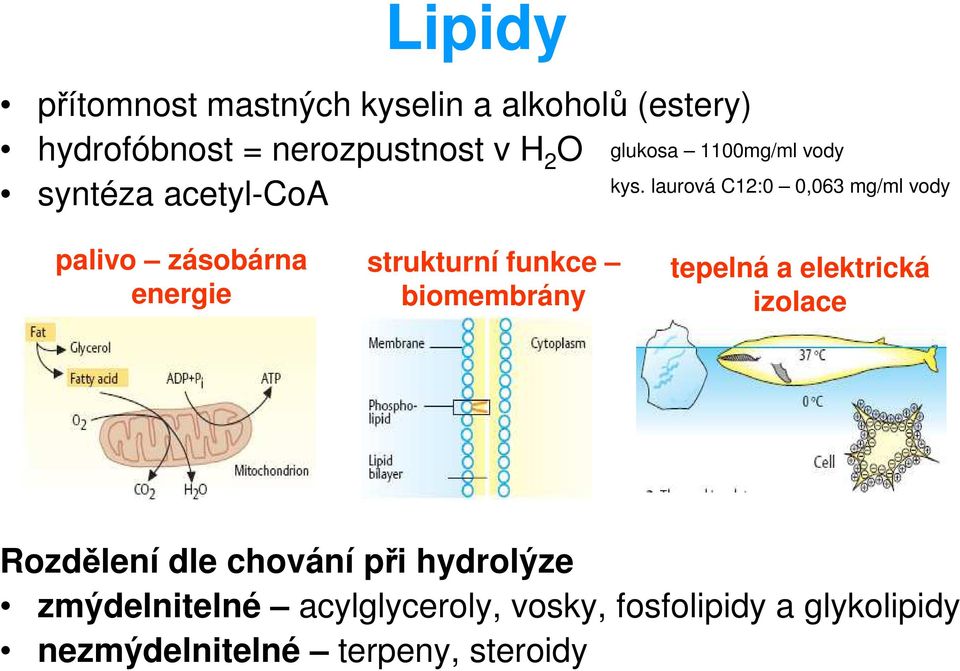 laurová C12:0 0,063 mg/ml vody palivo zásobárna energie strukturní funkce biomembrány tepelná a