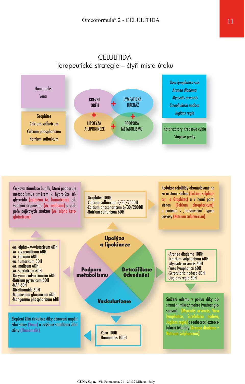 podporuje metabolismus směrem k hydrolýze triglyceridů (zejména Ac. fumaricum), odvodnění organismu (Ac. malicum) a podpoře pojivových struktur (Ac.