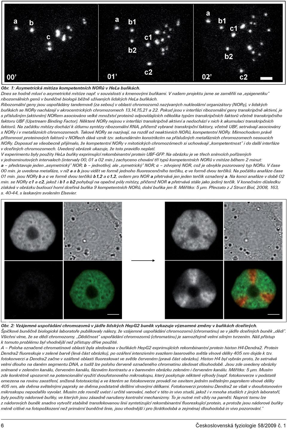 Ribozomální geny jsou uspoøádány tandemovì (za sebou) v oblasti chromozomù nazývaných nukleolární organizátory (NORy), v lidských buòkách se NORy nacházejí v akrocentrických chromozomech 13,14,15,21